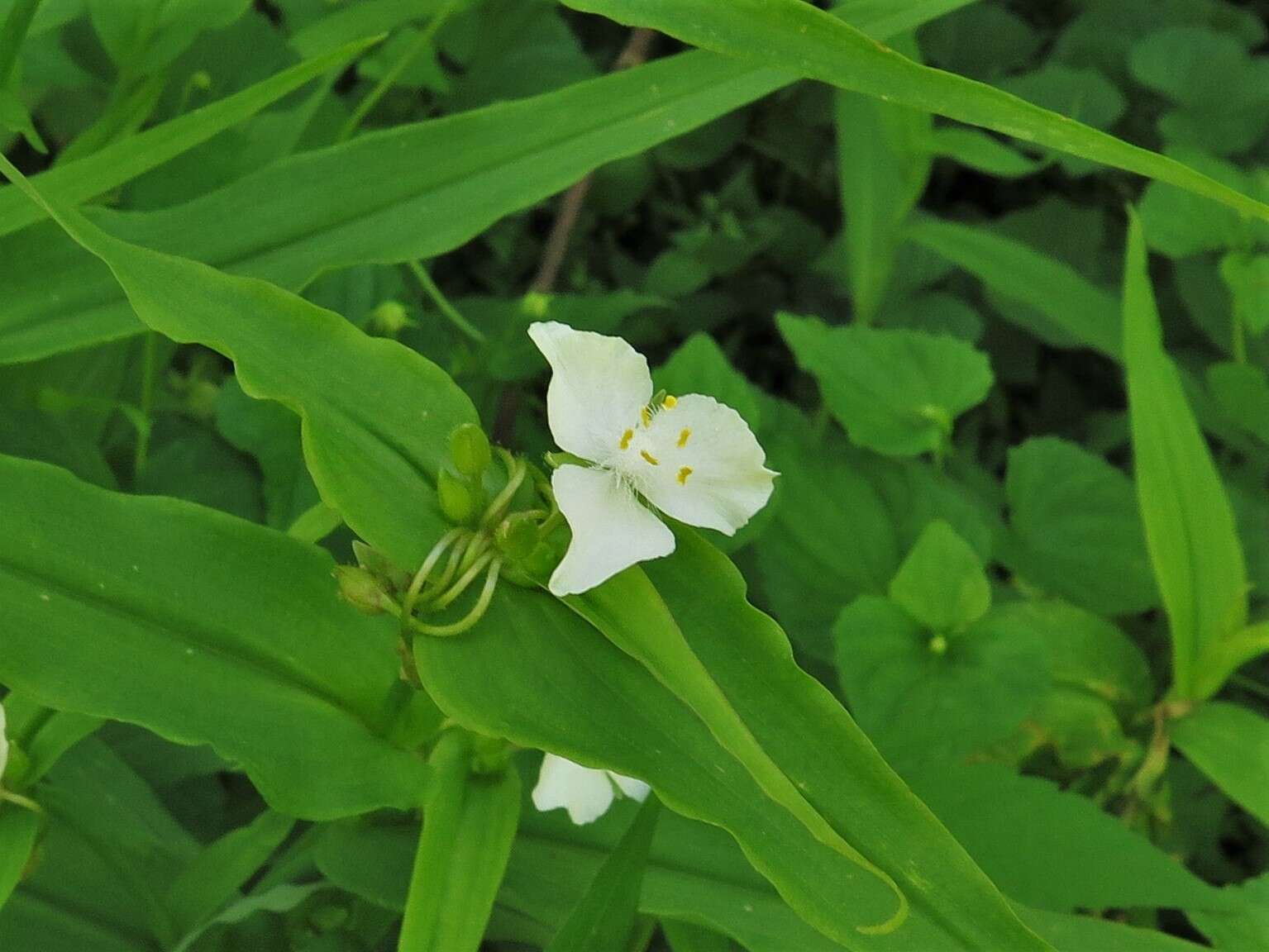 Image of Ozark spiderwort