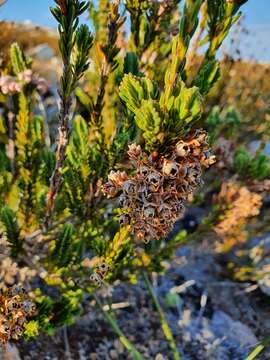 Erica goatcheriana L. Bolus resmi