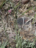 Image de Antennaria rosea subsp. rosea