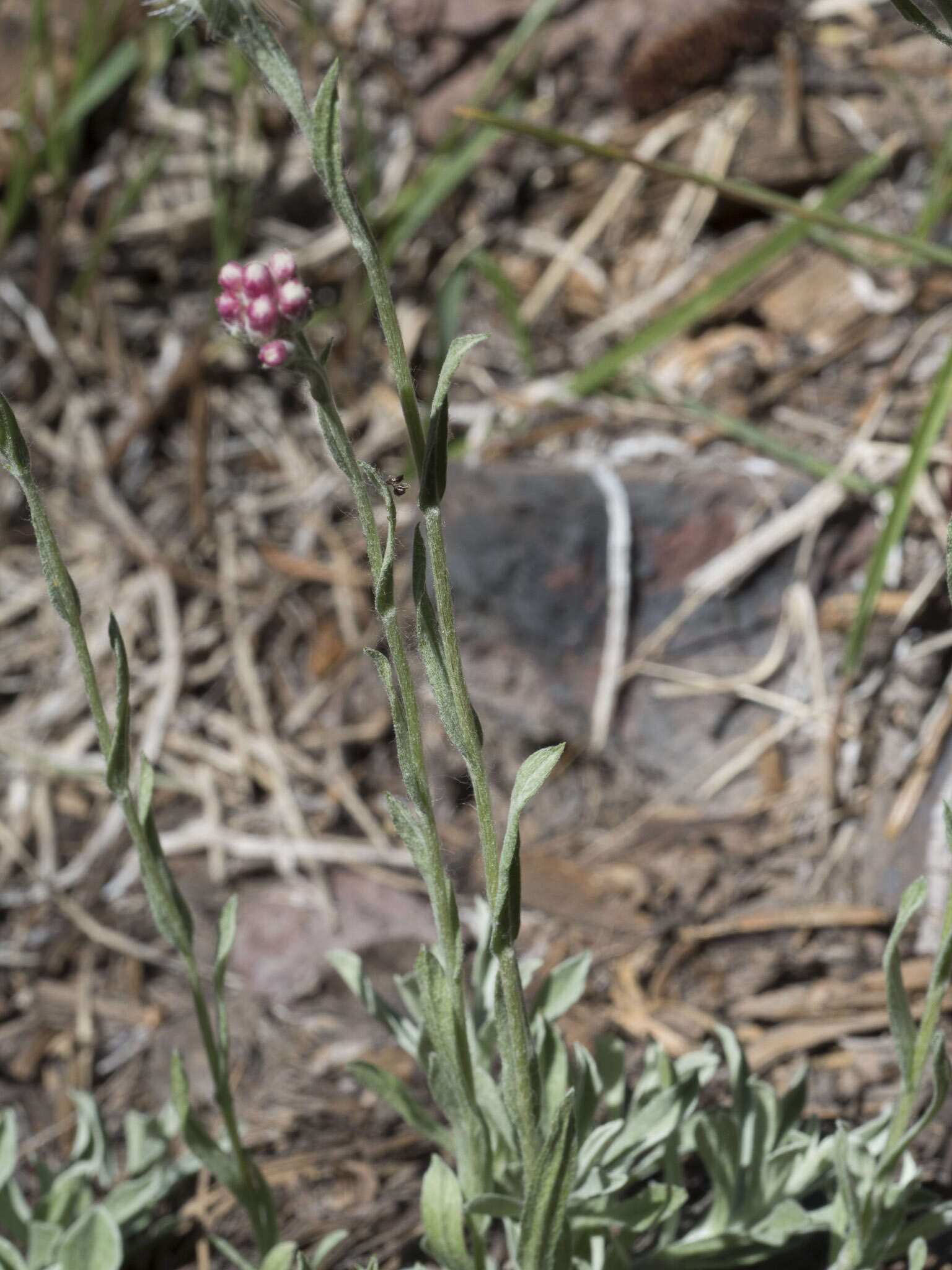 Image of rosy pussytoes