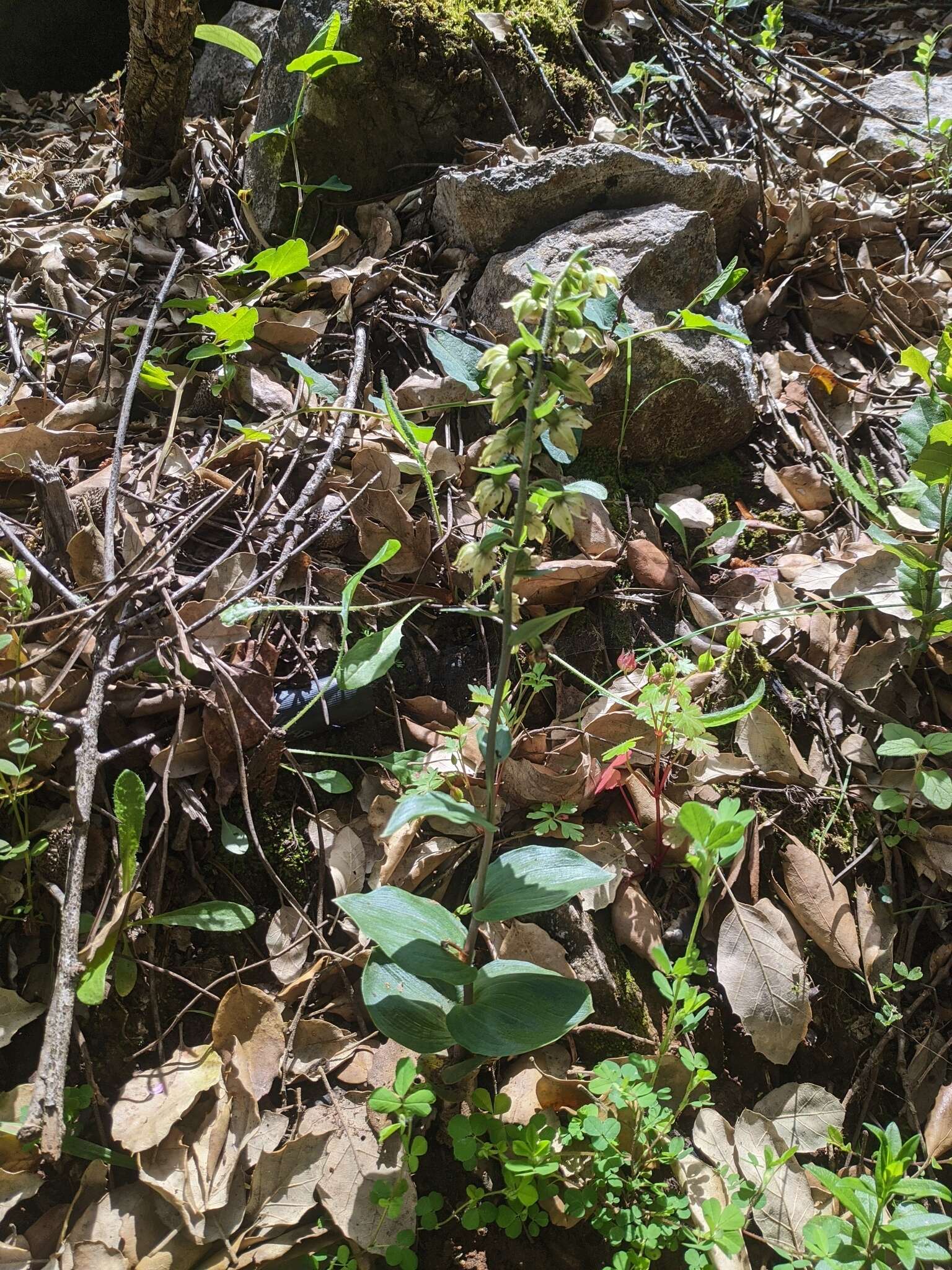 Image of Epipactis lusitanica D. Tyteca