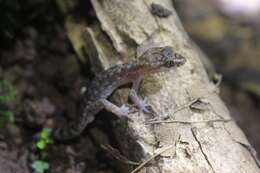 Image of Cyrtodactylus semiadii Riyanto, Bauer & Yudha 2014