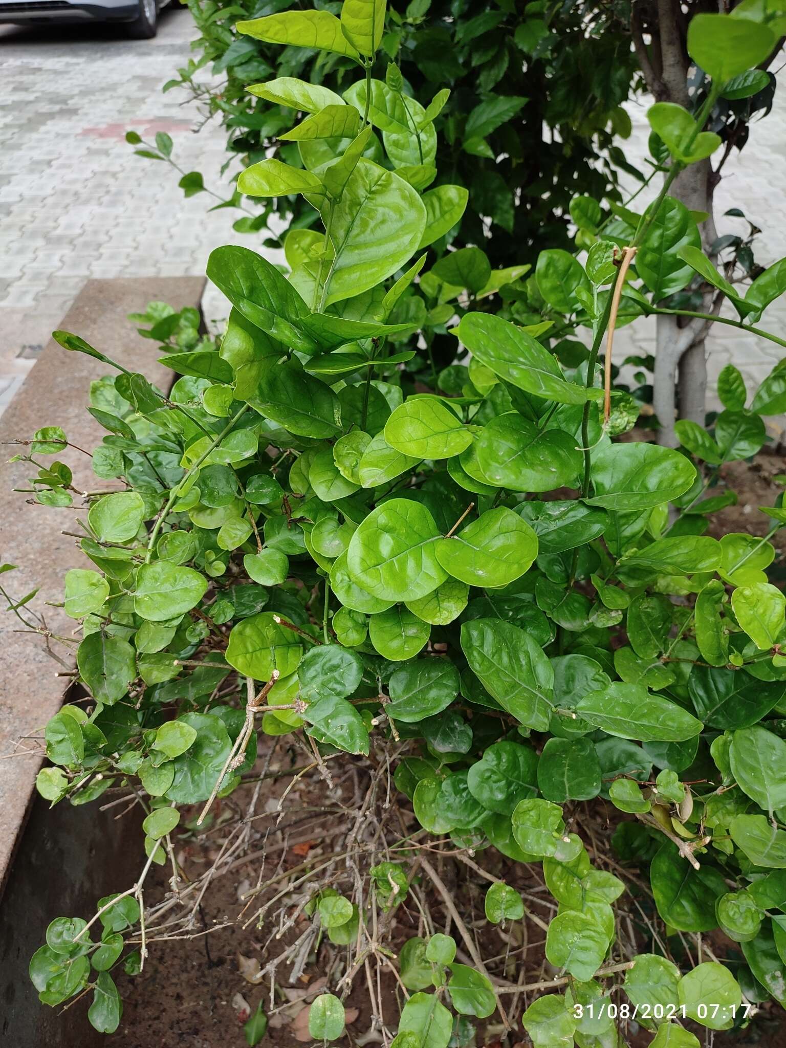 Image of Arabian jasmine