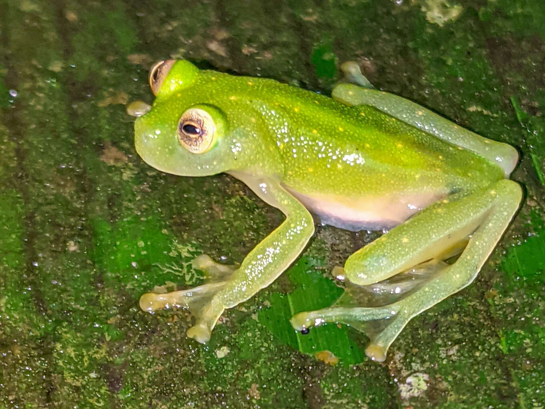 Image de Hyalinobatrachium chirripoi (Taylor 1958)