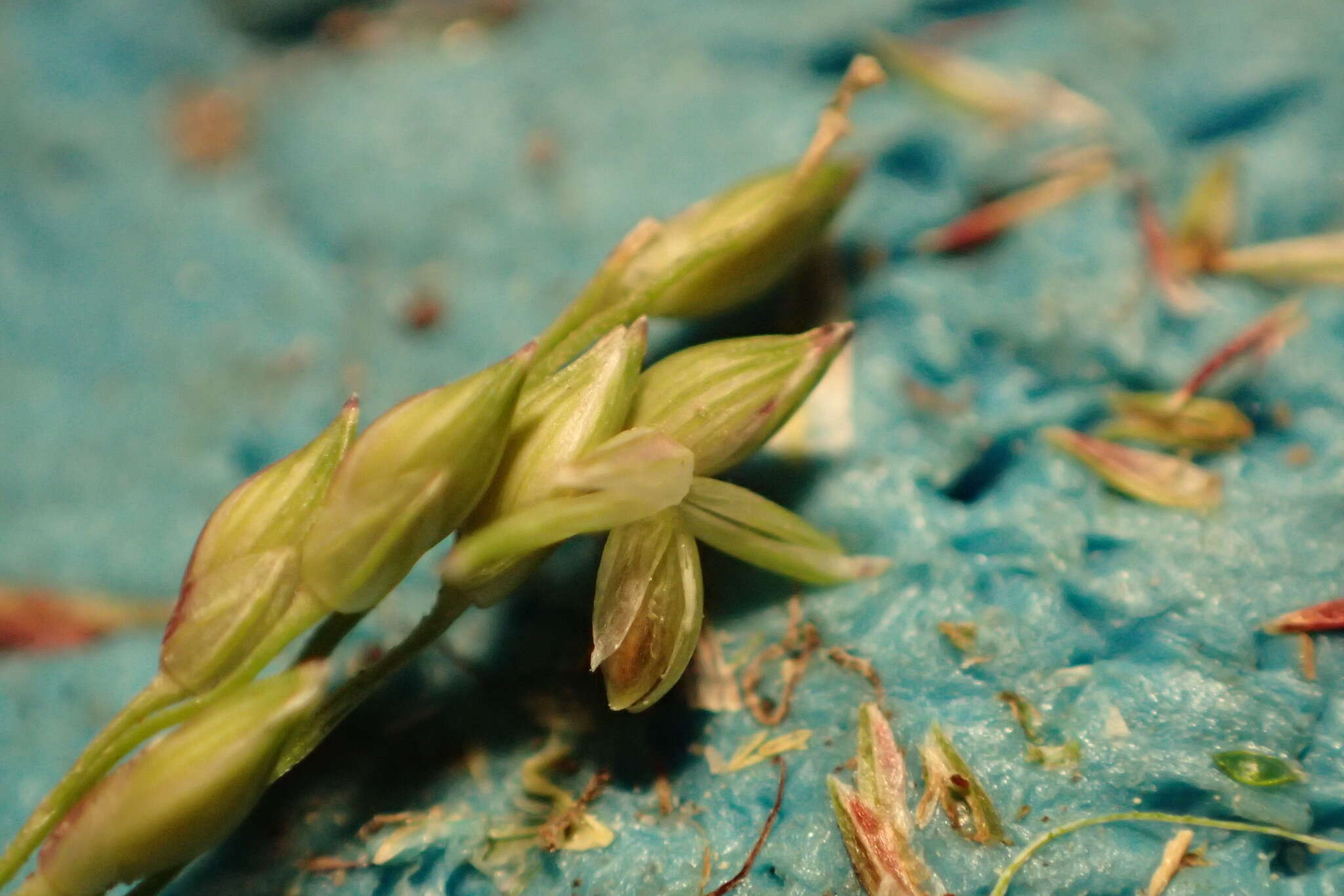 Image de Panicum diffusum Sw.