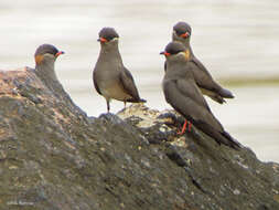 Image of Rock Pratincole