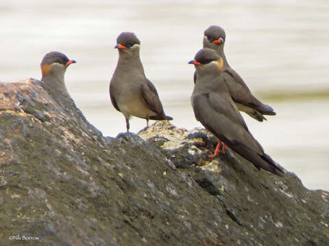 Image of Rock Pratincole