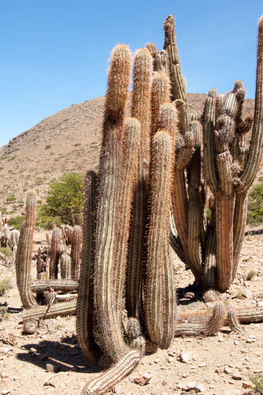 Image of Trichocereus tacaquirensis