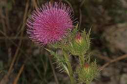 Image of yellow thistle