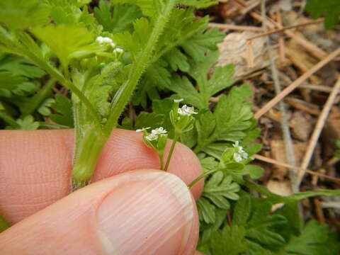 Image of hairyfruit chervil