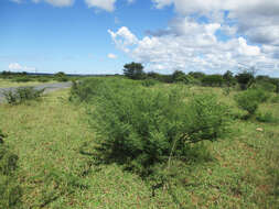 Слика од Vachellia arenaria (Schinz) Kyal. & Boatwr.