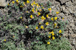 Image of Caragana gerardiana Benth.