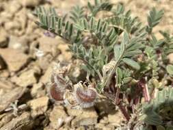 Imagem de Astragalus pubentissimus Torr. & A. Gray