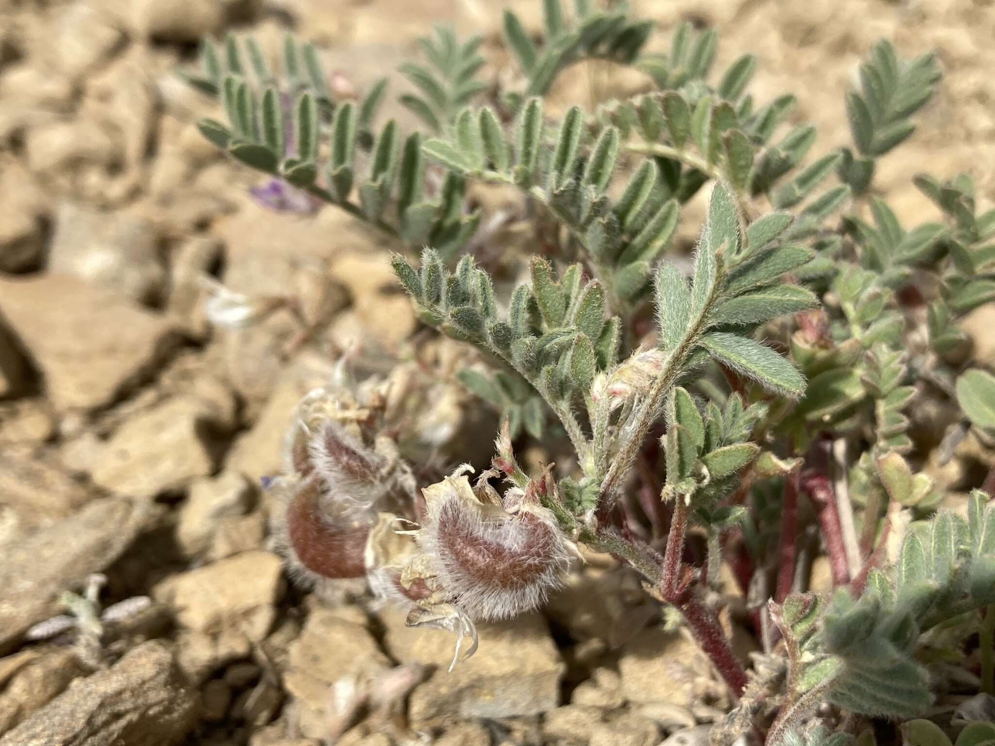 Plancia ëd Astragalus pubentissimus Torr. & A. Gray