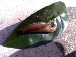 Image of Leaf-veined slug