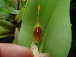 Plancia ëd Restrepia flosculata Luer