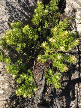 Image of Phylica confusa Pillans