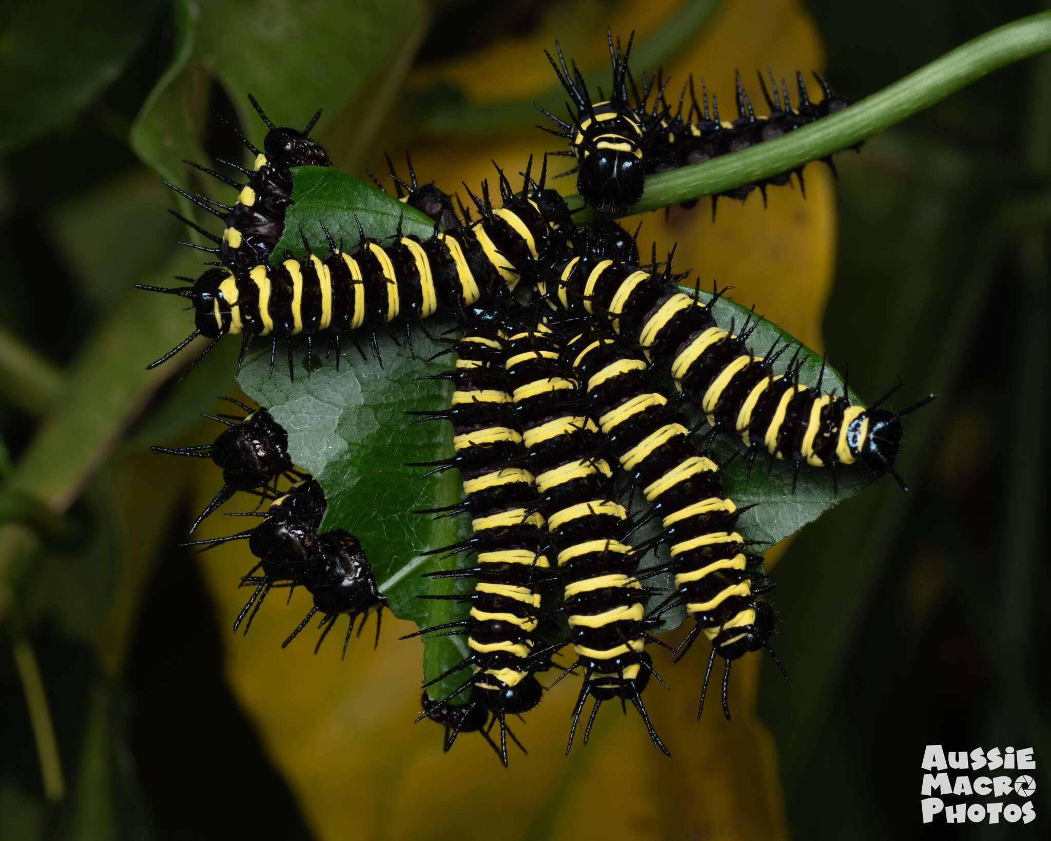 Cethosia cydippe Linnaeus 1763 resmi