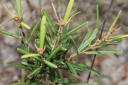 Hovea clavata I. Thomps.的圖片