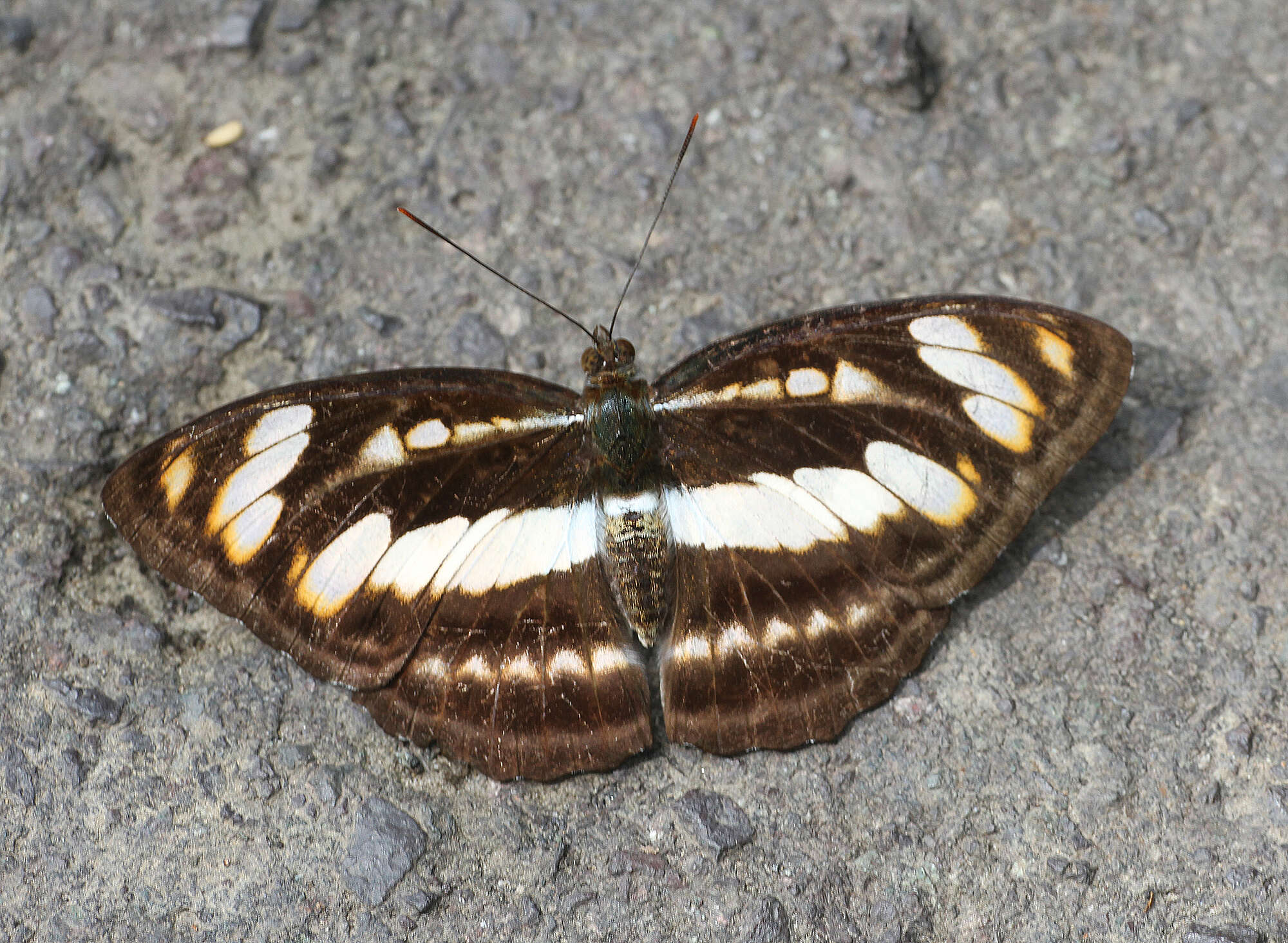 Athyma rufula resmi