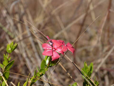 Image of Catharanthus ovalis subsp. grandiflorus Markgr.