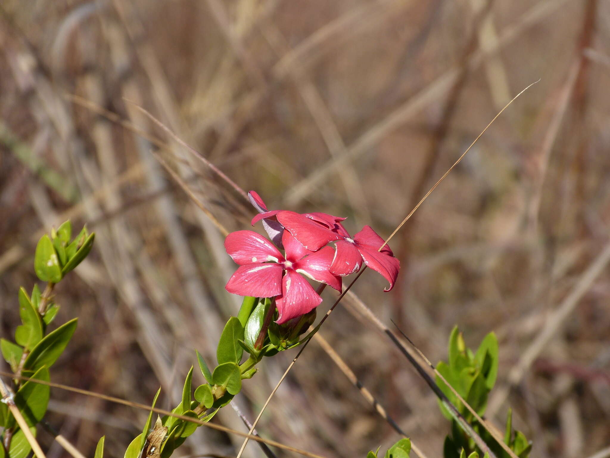 Image de Catharanthus ovalis subsp. grandiflorus Markgr.