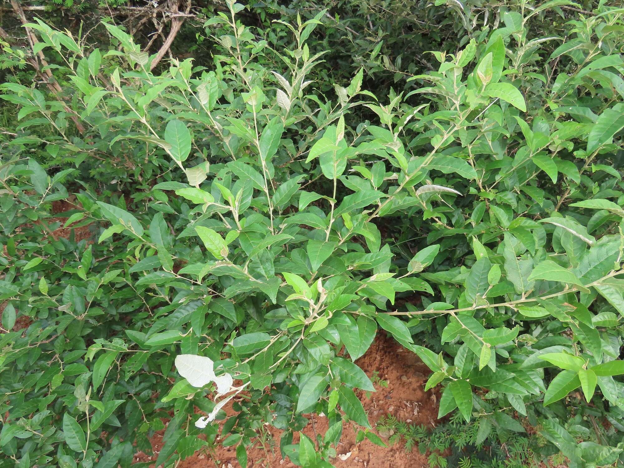 Image of Rough-leaved croton