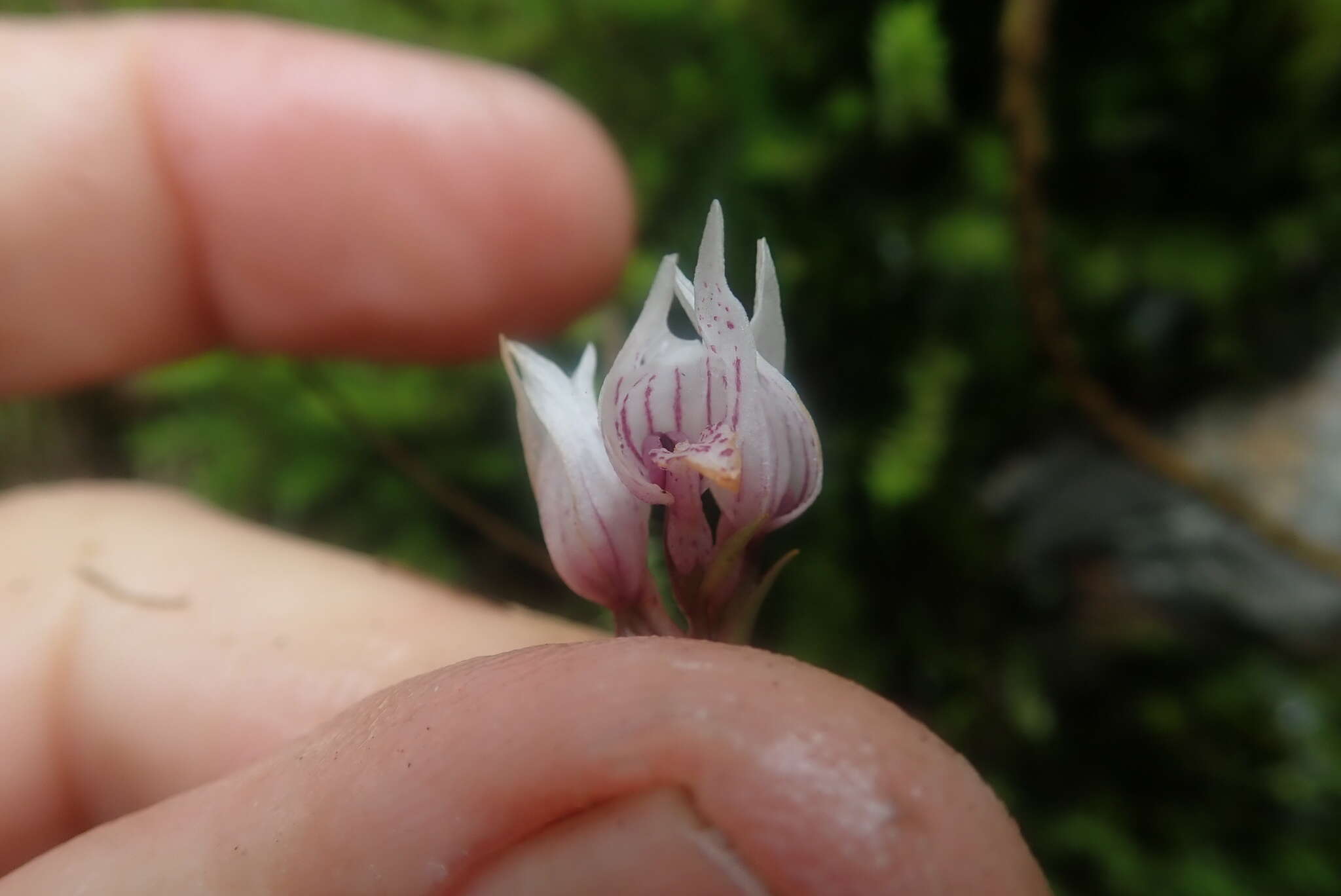 Schizochilus lilacinus Schelpe ex H. P. Linder resmi