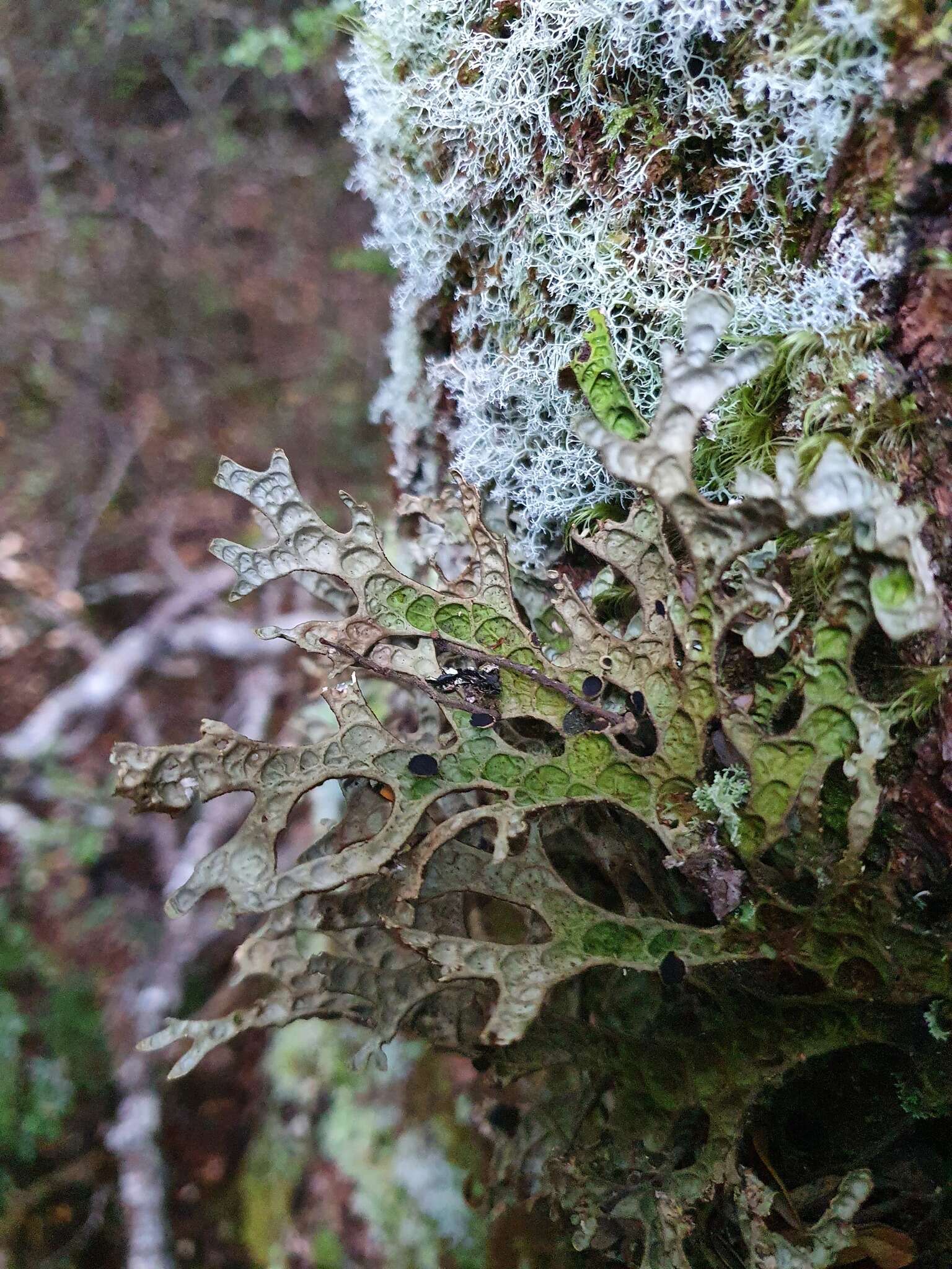 Image de Pseudocyphellaria billardierei (Delise) Räsänen