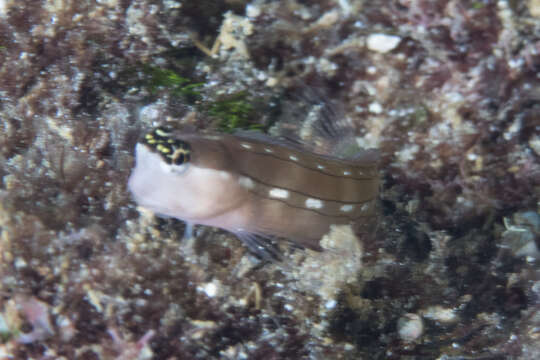 Image of Schroeder's coralblenny