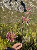 Plancia ëd Erica fascicularis L. fil.