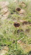 Image of Leonotis ocymifolia var. schinzii (Gürke) Iwarsson