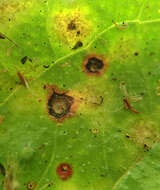 Image of <i>Ramularia helminthiae</i>