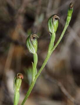 Слика од Pterostylis rubescens (D. L. Jones) G. N. Backh.