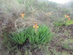 Imagem de Bulbine frutescens (L.) Willd.