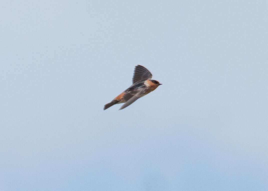 Image of Cave Swallow