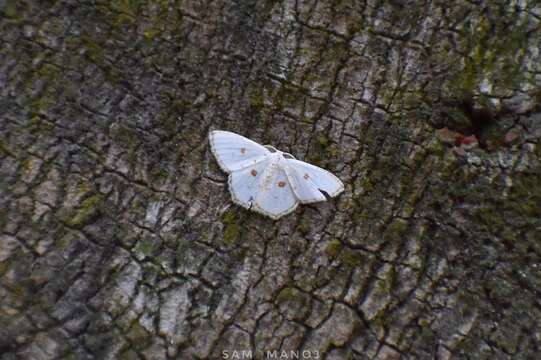 Image of Comostola meritaria Walker 1861