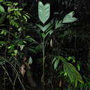 Image of Geonoma stricta (Poit.) Kunth