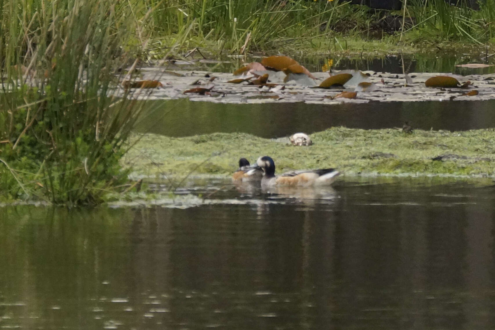 Image of Chiloe Wigeon