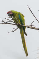 Image of Great Green Macaw