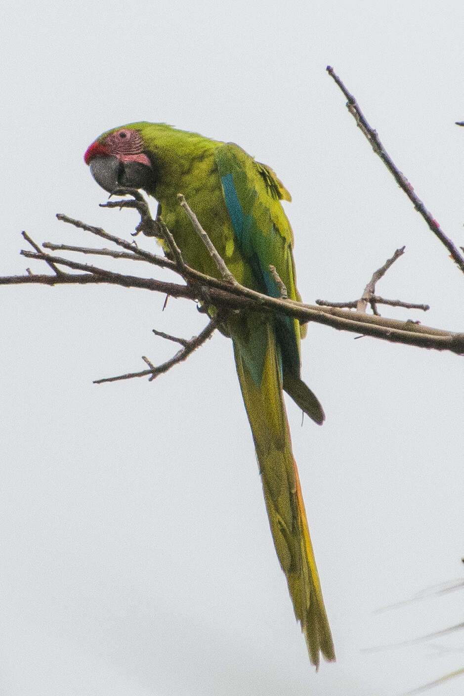 Image of Great Green Macaw