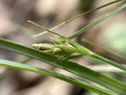 Image of Willdenow's sedge