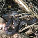 Image of Abaco Island Boa