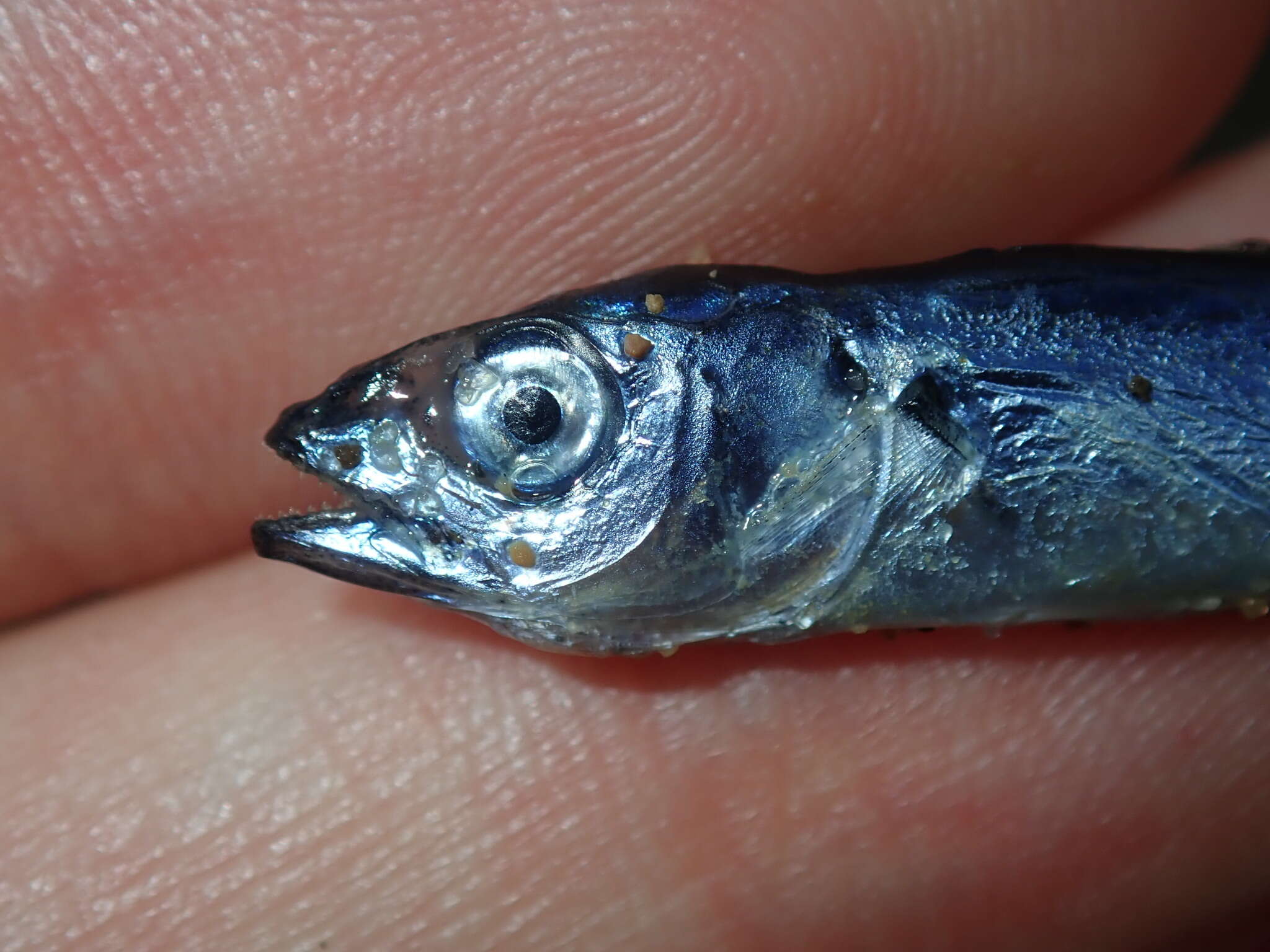 Image of Blue Mackerel