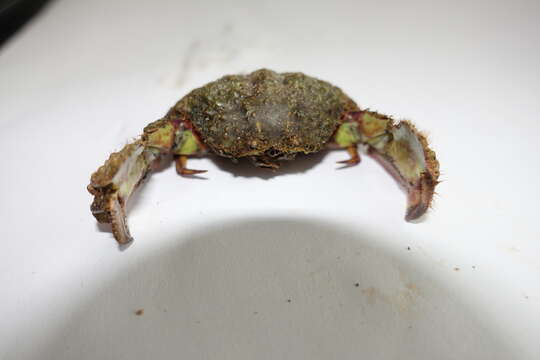 Image of smooth box crab