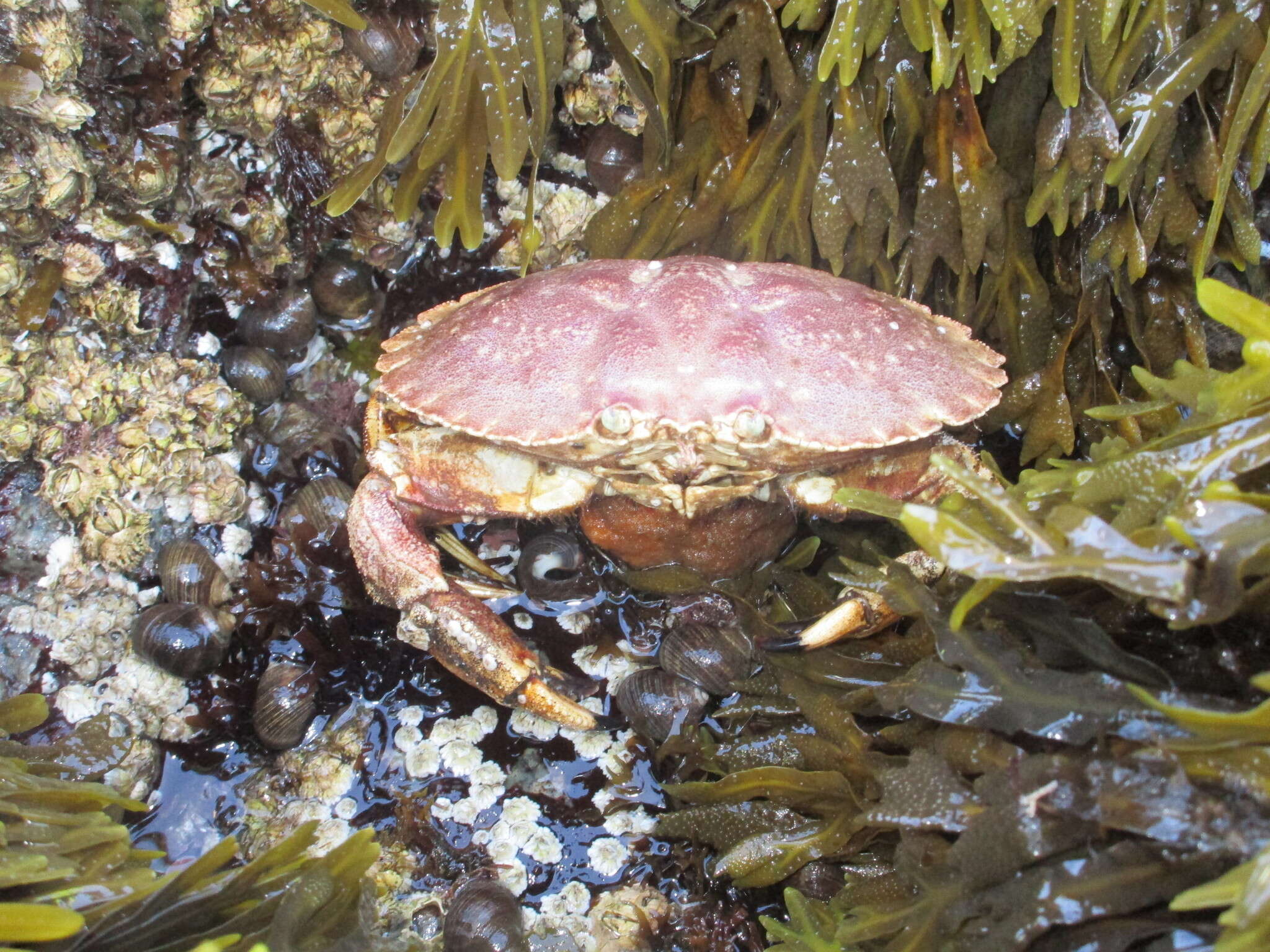 Image of Jonah crab