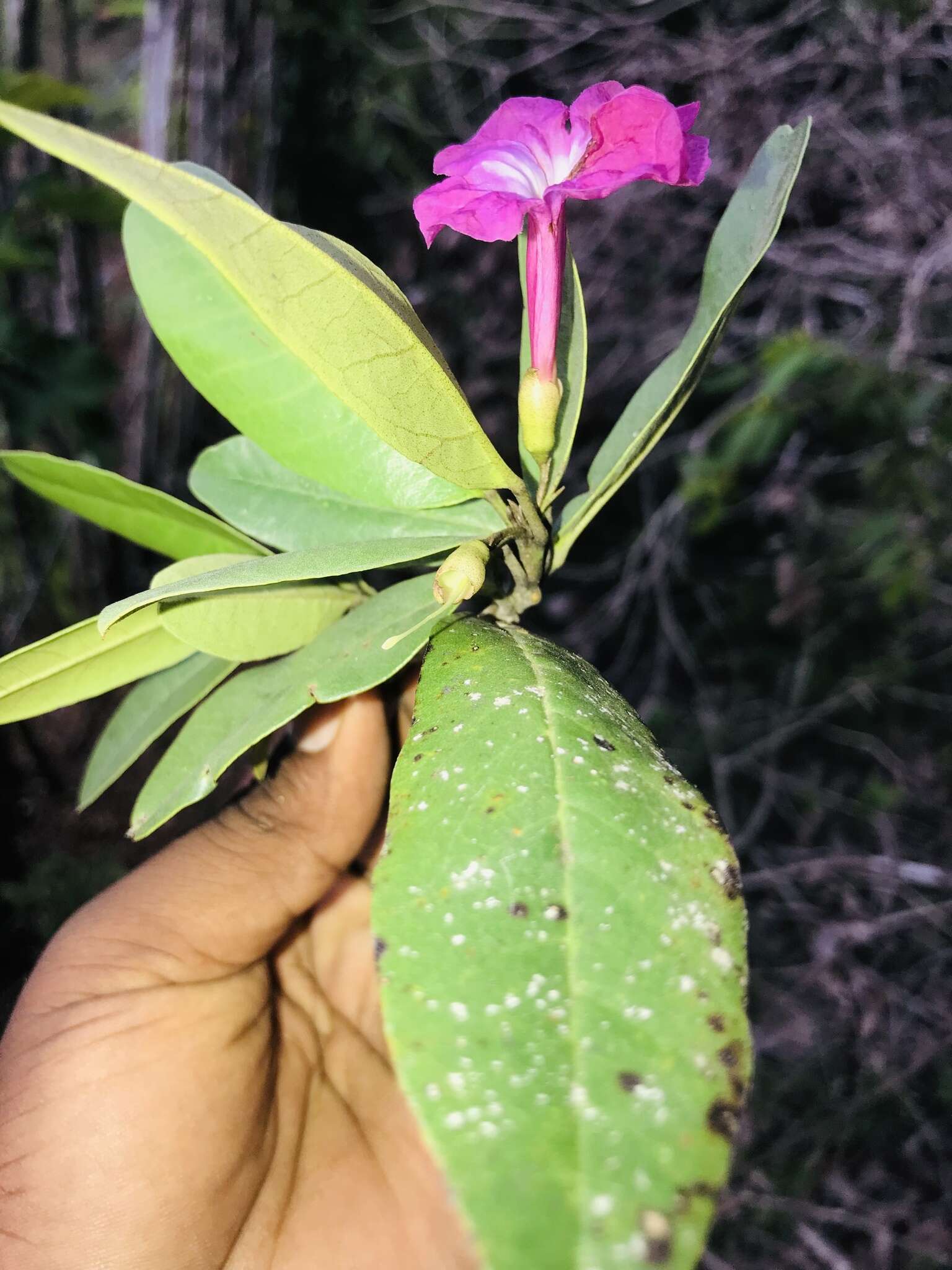 Plancia ëd Tabebuia acrophylla (Urb.) Britton