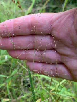 Image of bog muhly