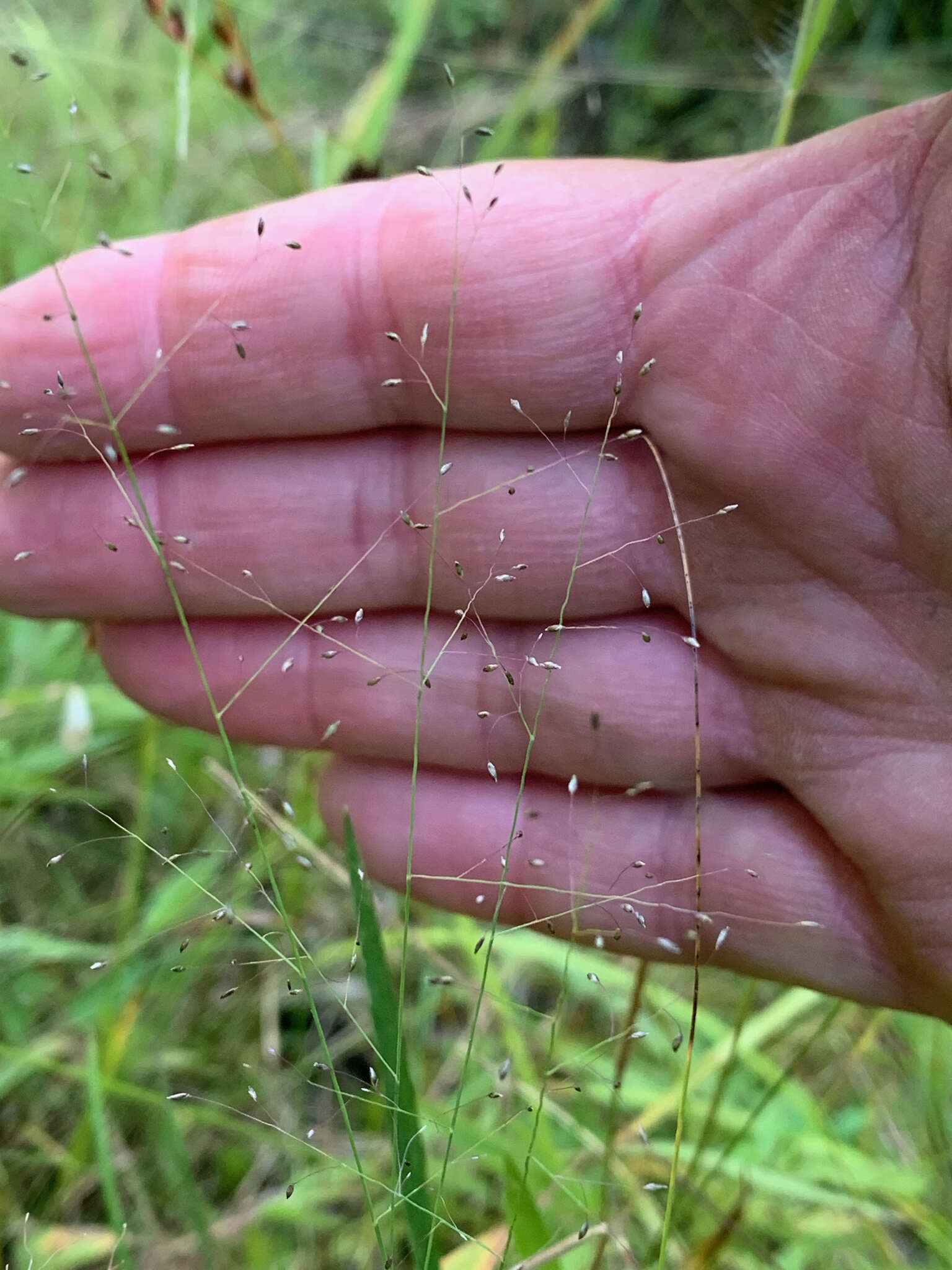 Sivun Muhlenbergia uniflora (Muhl.) Fernald kuva