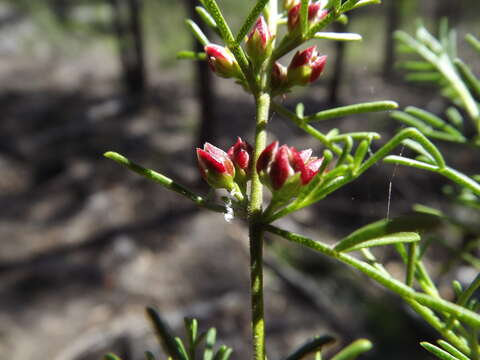 Image of Cyanothamnus occidentalis